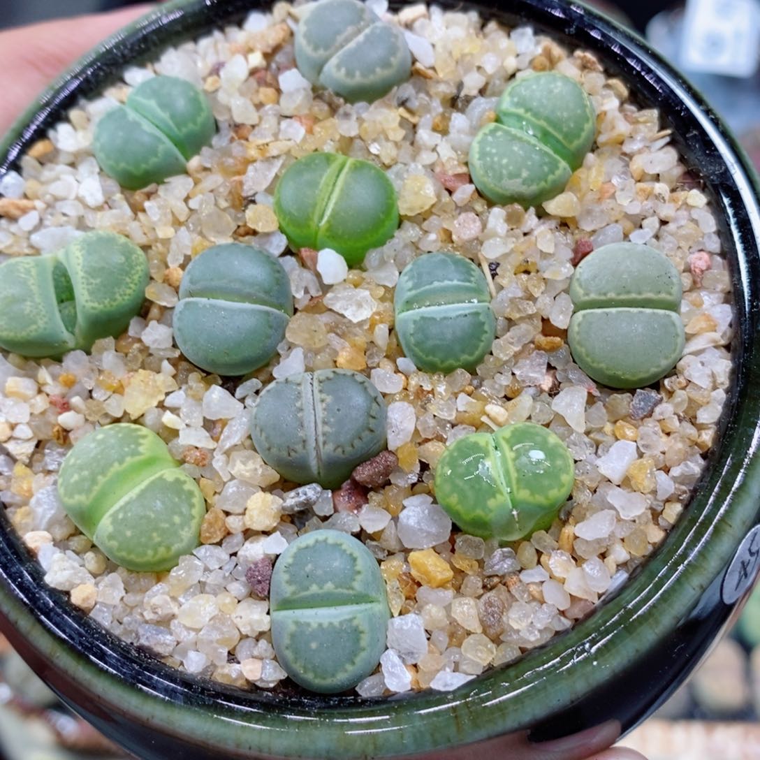 多**亿194生石花花花花开了