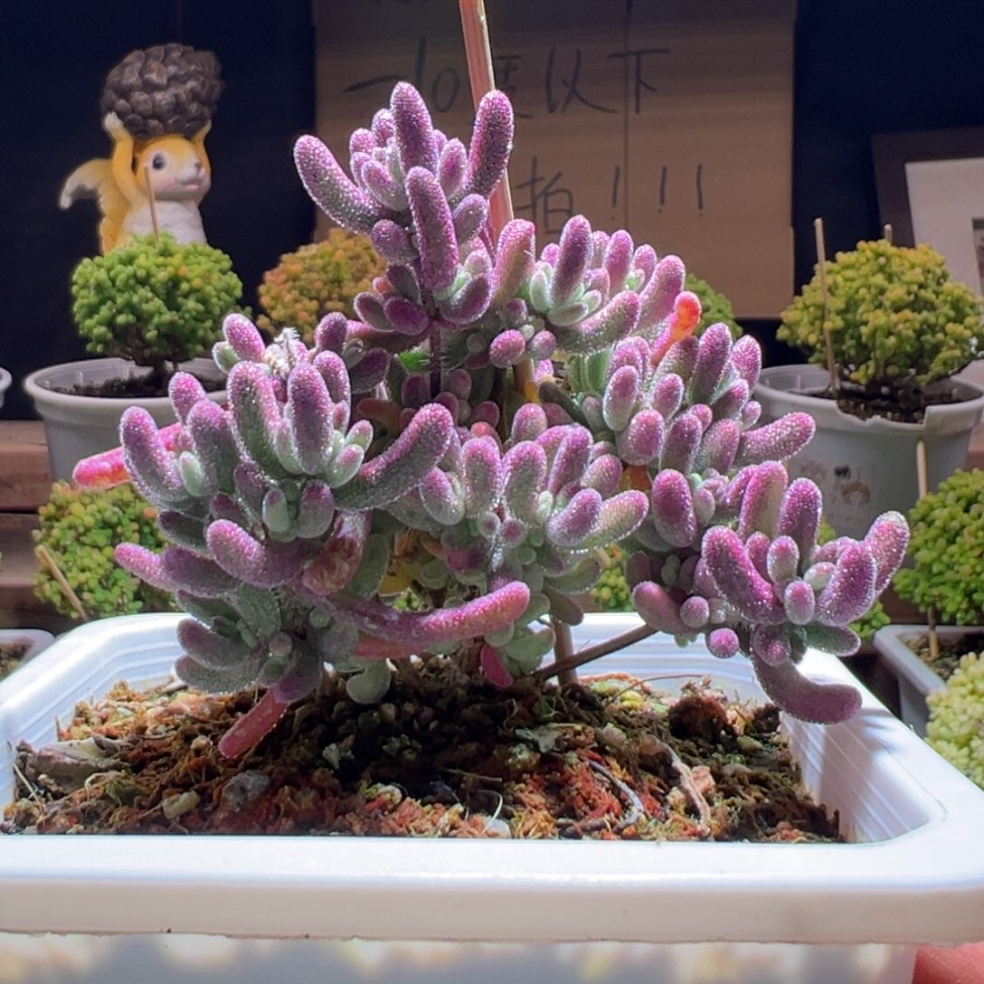 739紫闪光一物一拍包开箱