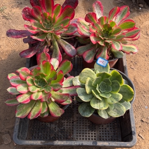 413多肉植物组合