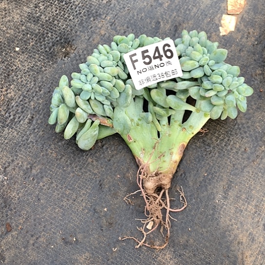 臭***活洛神缀瑕疵546 亏本清退款拉黑7-8天发货