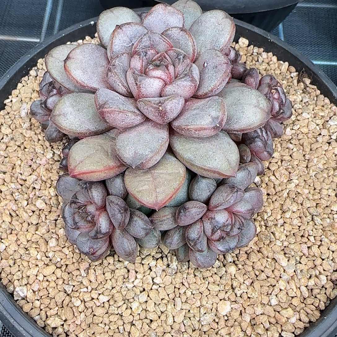 从前慢甄选多肉编号葡萄小