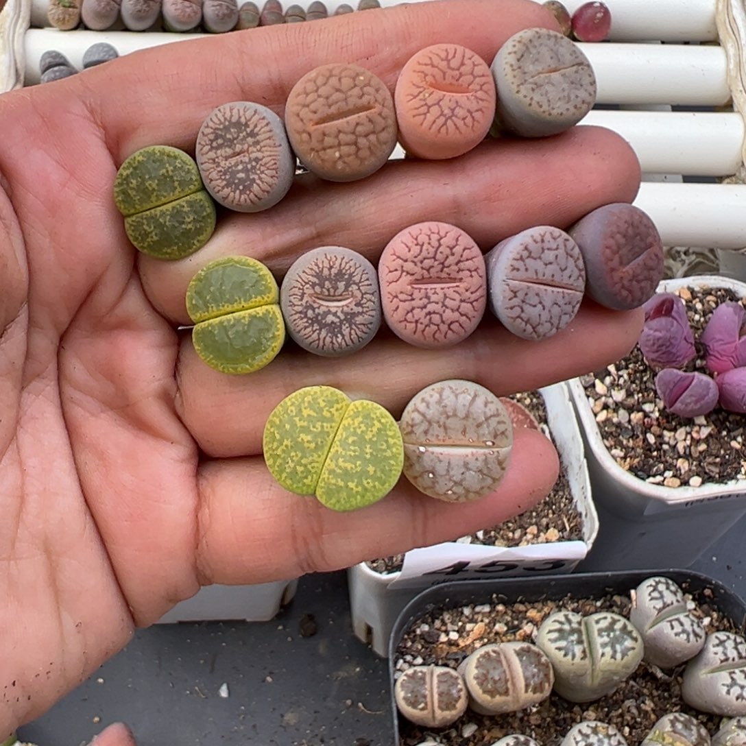 12.8好看的多肉脱土发货506