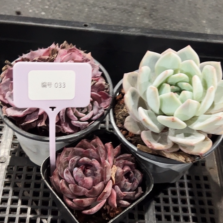 小***靳框拍         033号