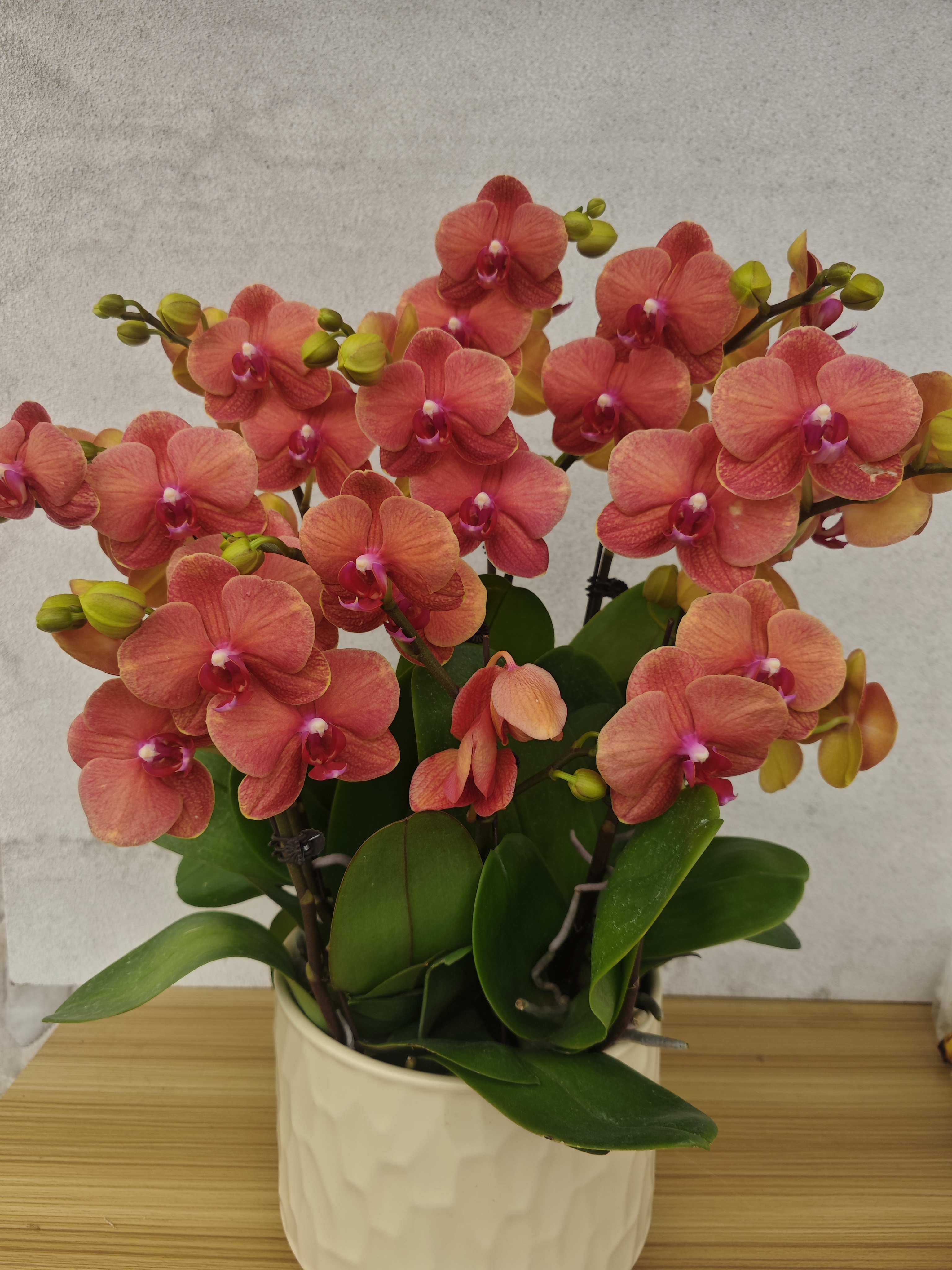 组盆【大金桔】高品质蝴蝶兰带花带花苞 耐养易活花期6-8个月