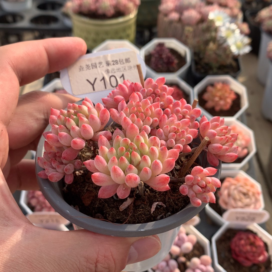 一物一拍101烟花9.5cm