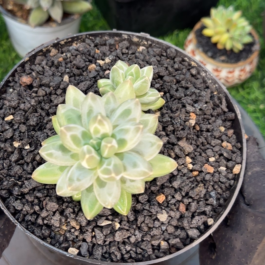 多肉植物多肉植物