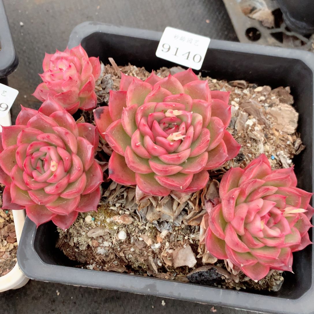 9140杂交多肉植物基地