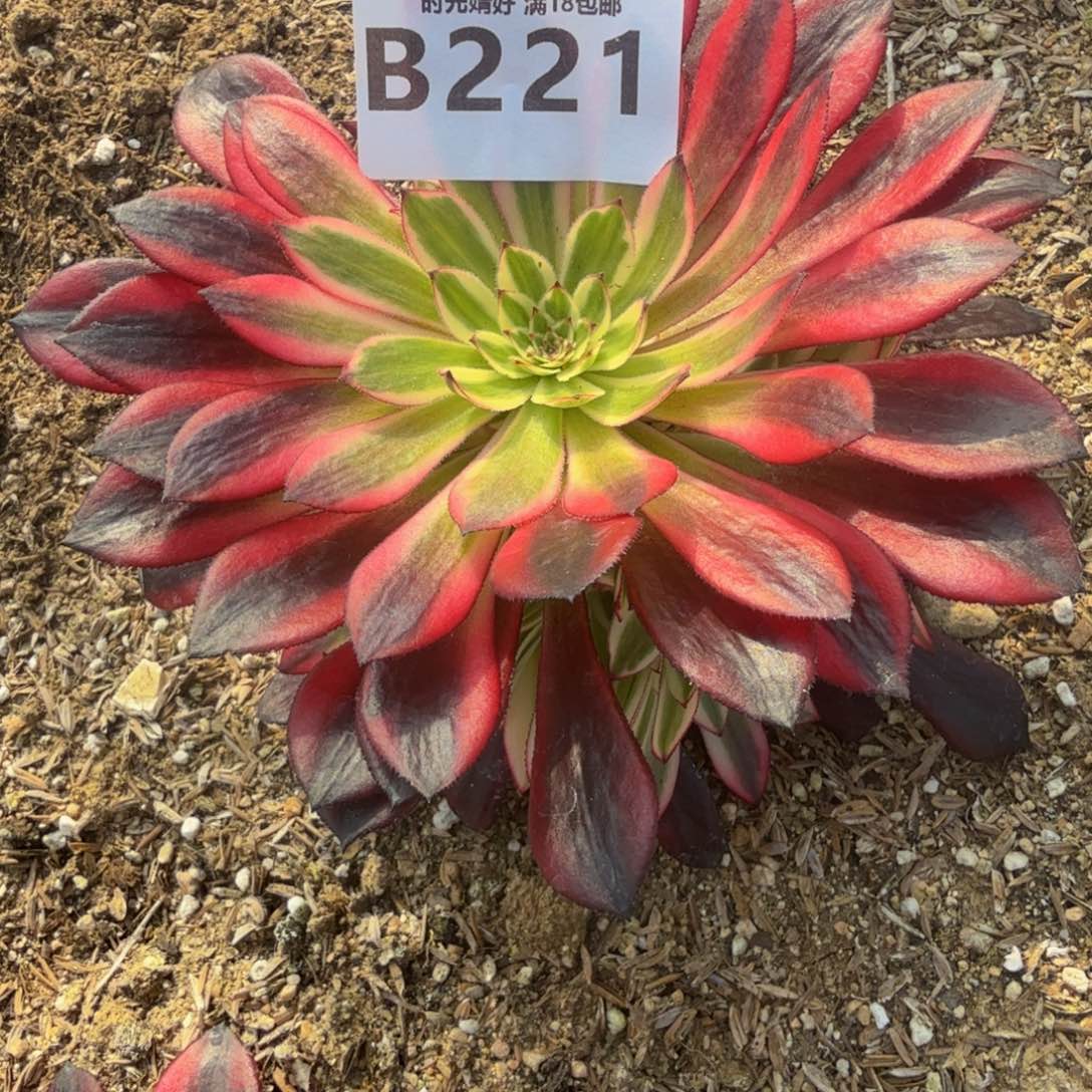 风****?221黑铜白。多肉植物