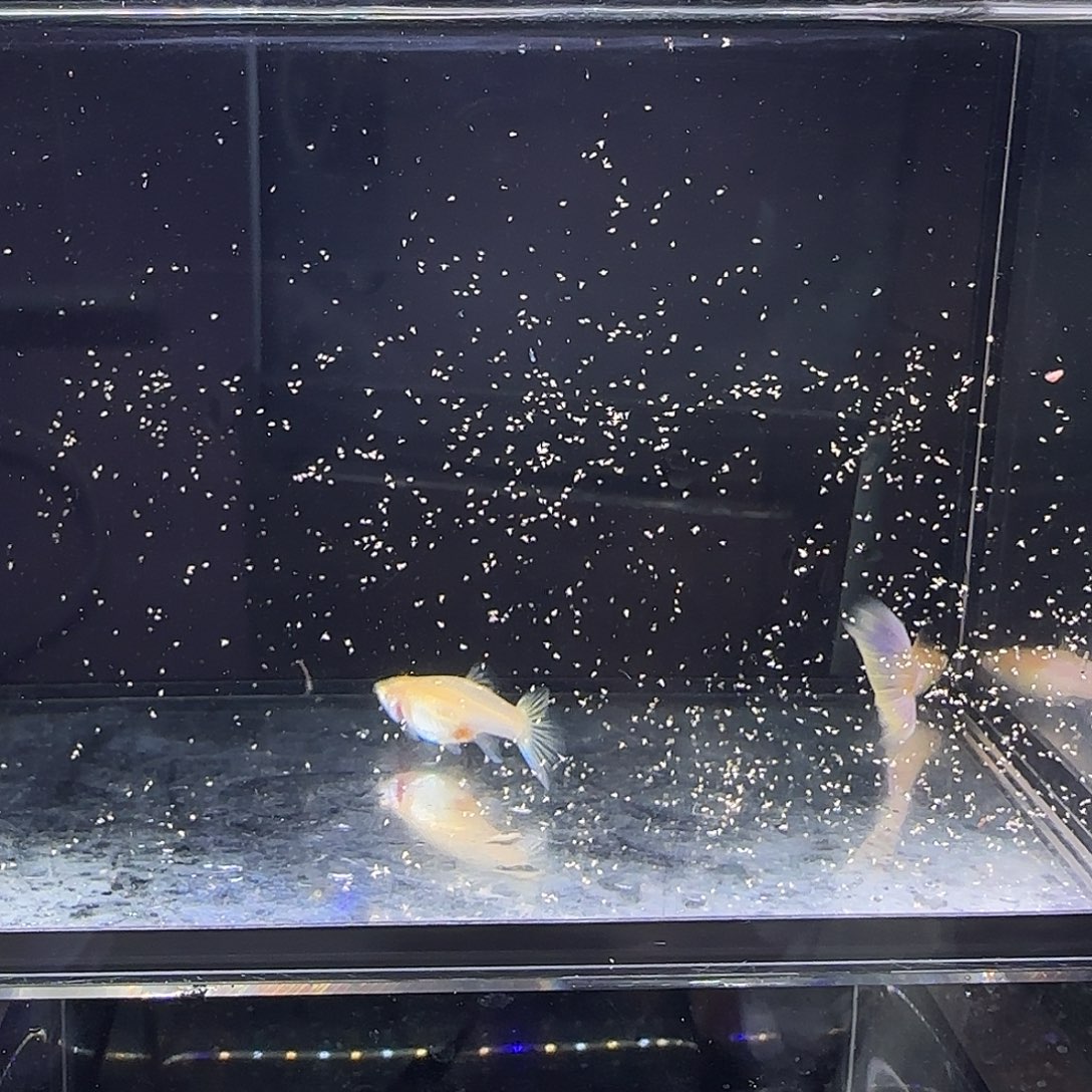 孔雀鱼拉珠利幻彩白子一对
