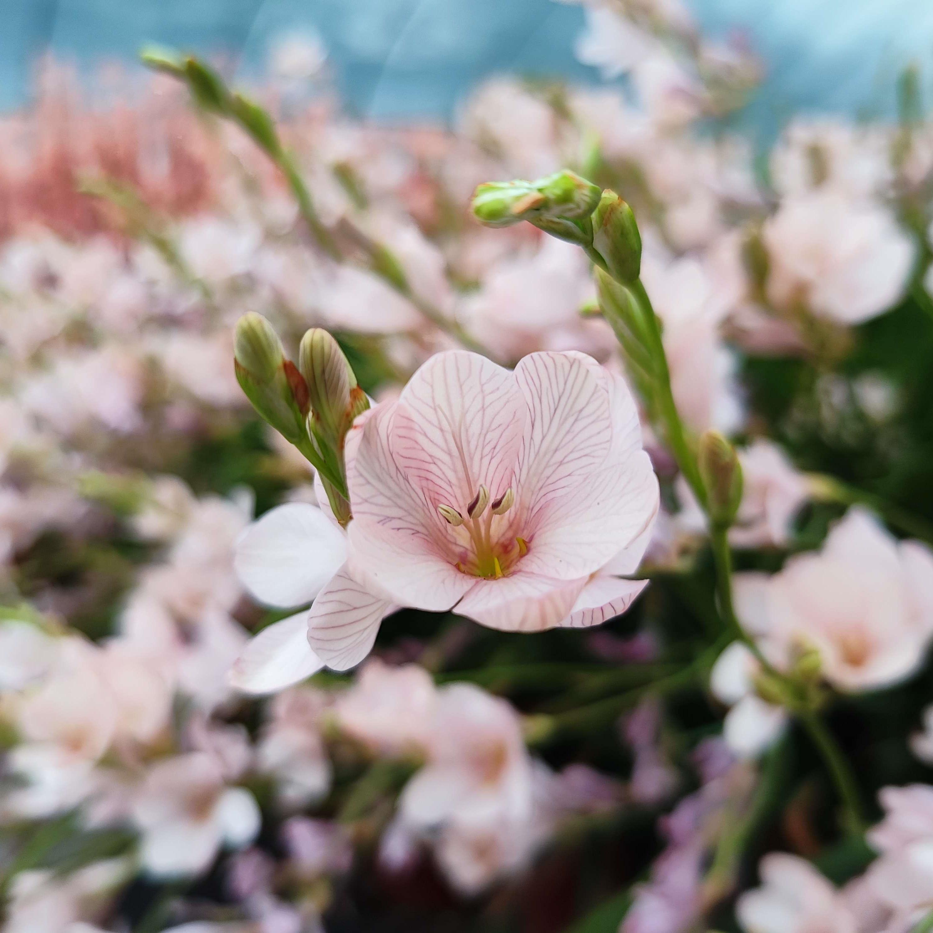玫瑰花边鸢尾兰3球价格 多年生球根草本植物秋植春花