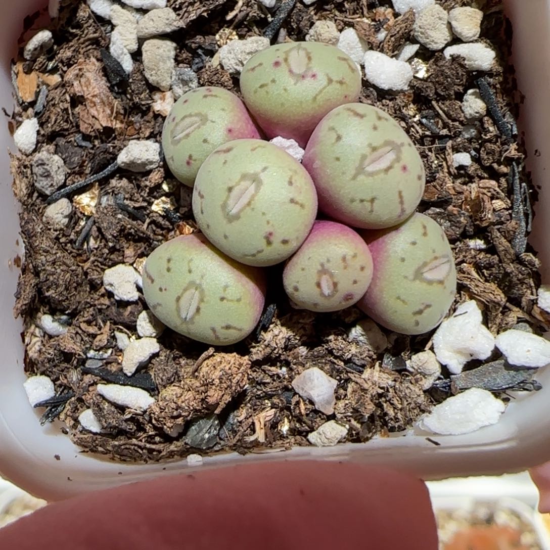 肉锥多肉植物百科7-817