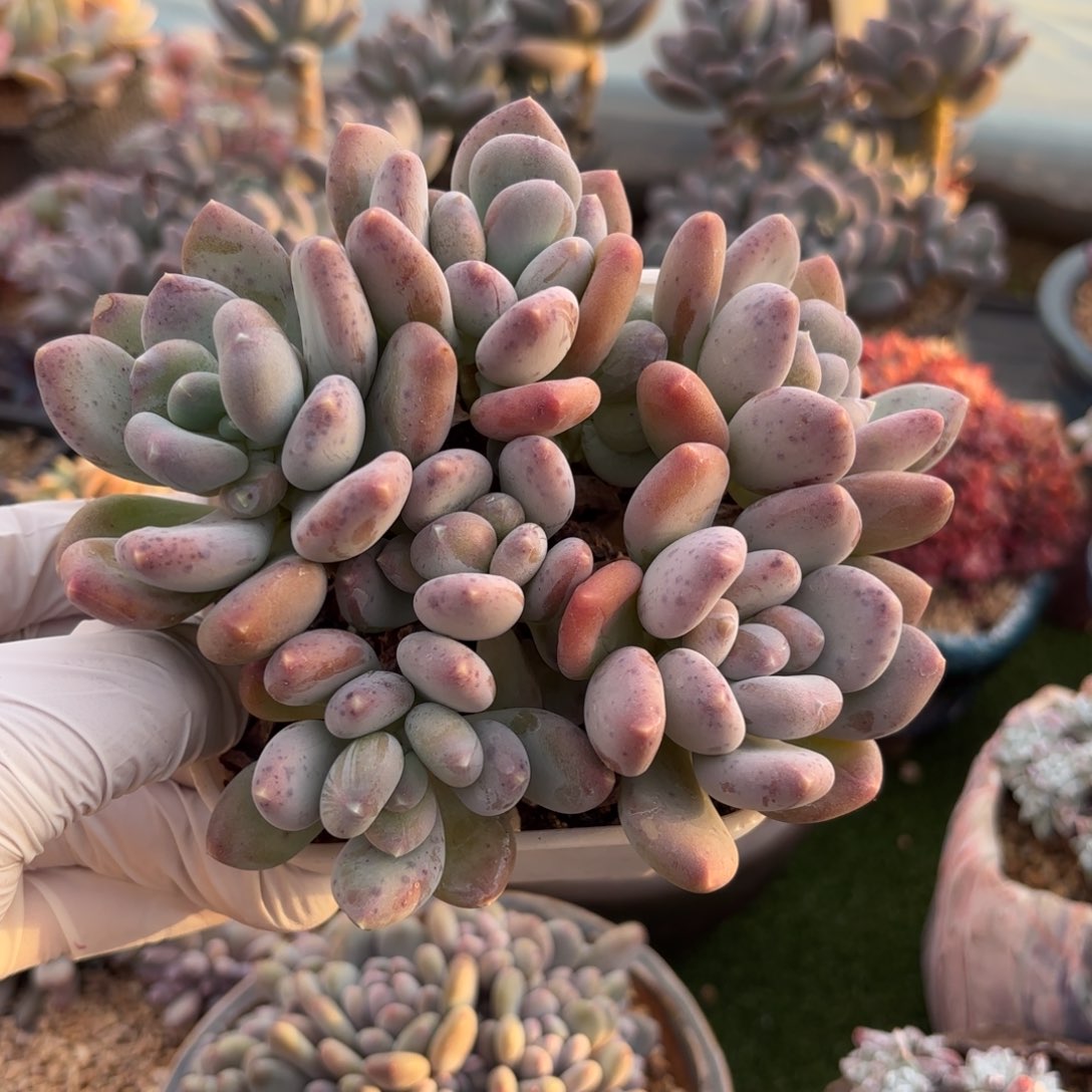 咖啡美人 1111111111