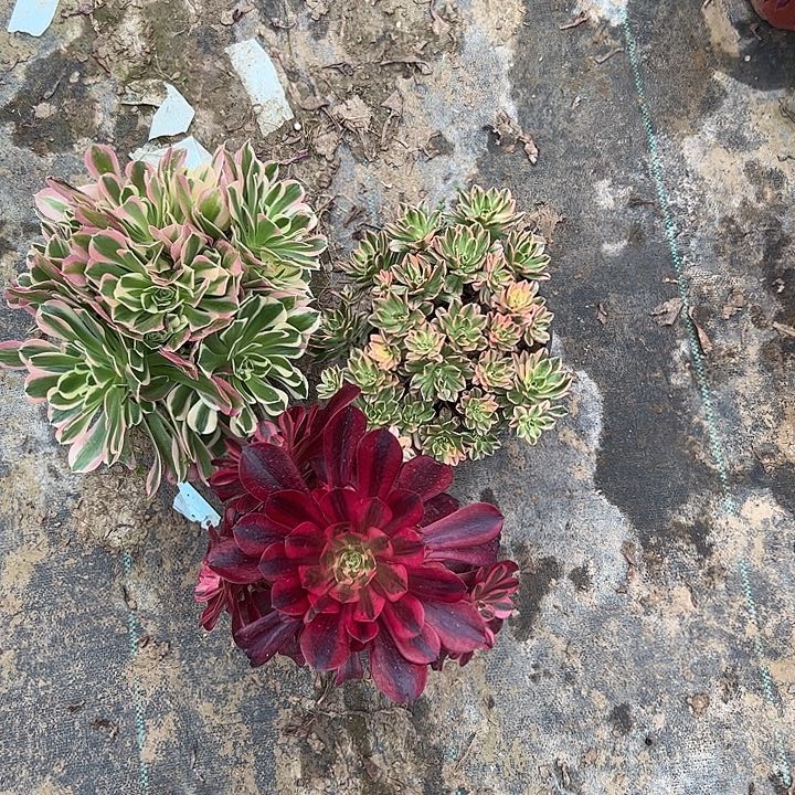 多肉法师植物链接9