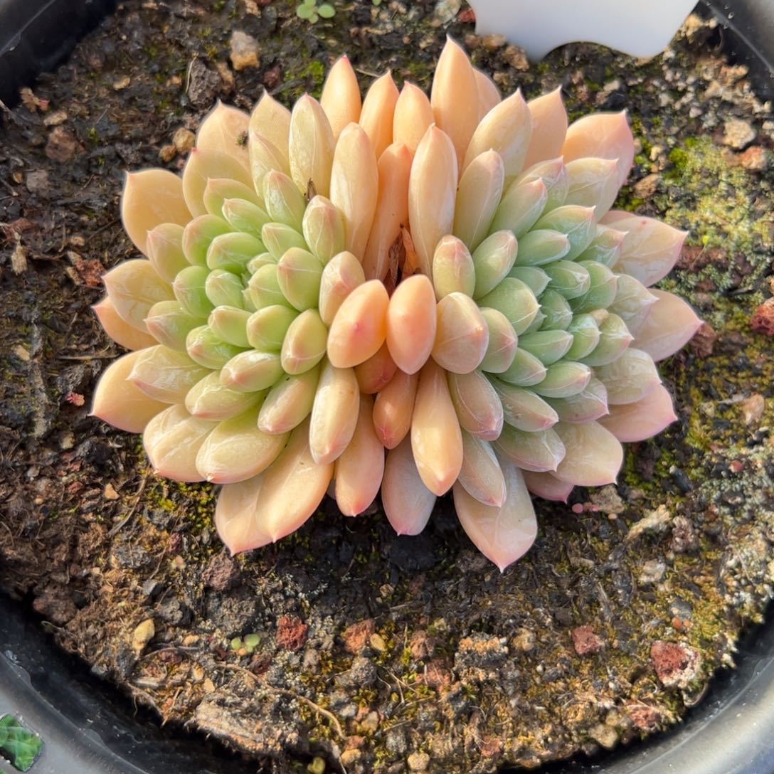 百搭翡翠多肉植物