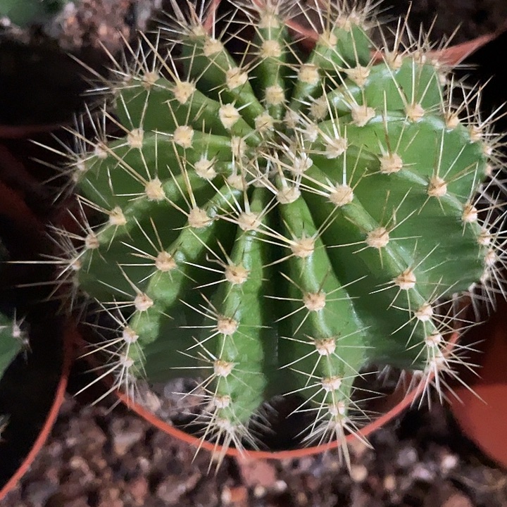 207号实生彩草带盆土