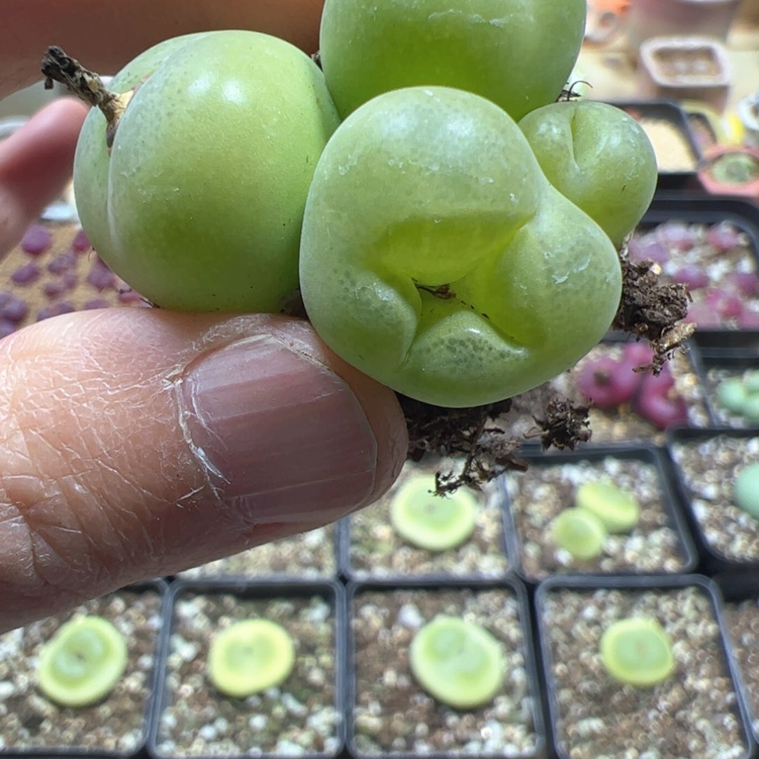 【闪购商品】89 翠光