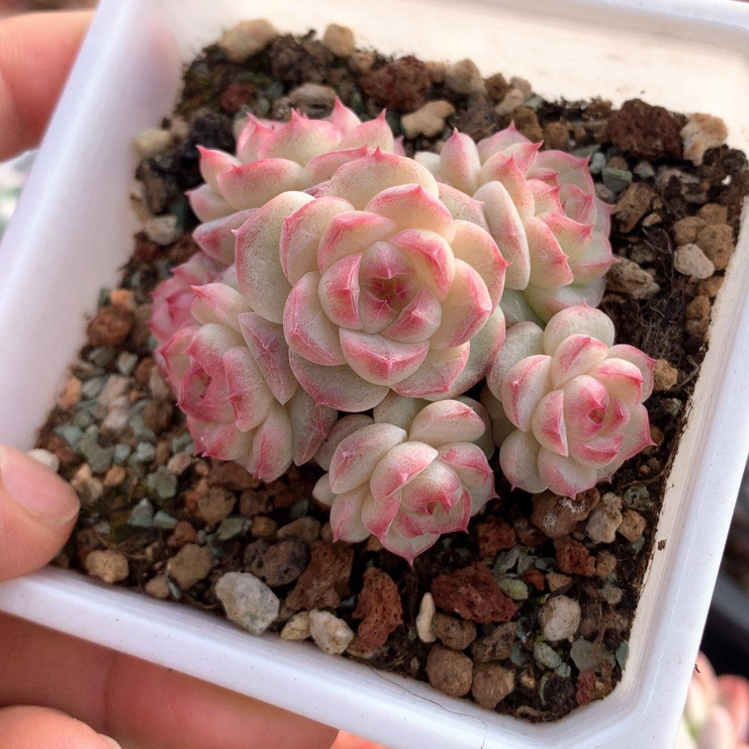 小朵脸麦秆一物一拍