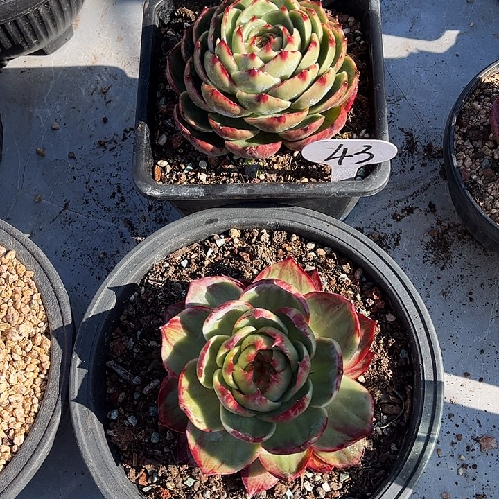 小***呀惊鸿仙子一物一拍