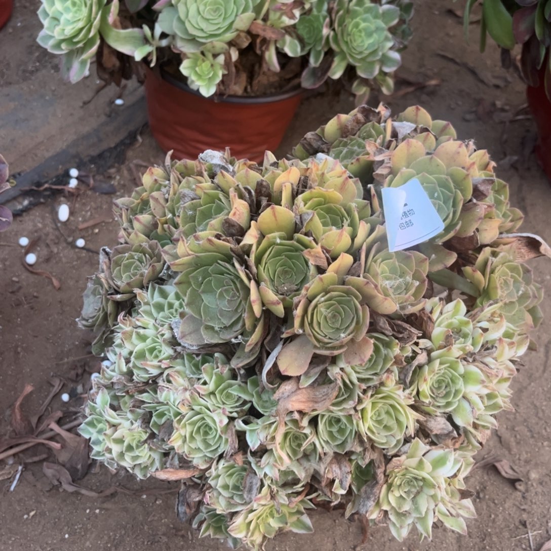 伊丽莎白阴阳402号