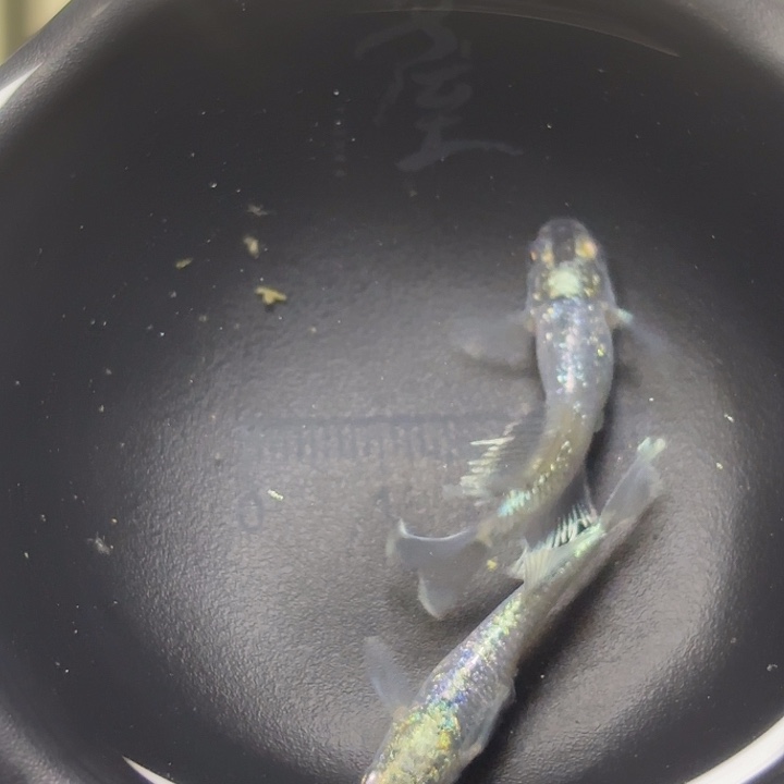 青鳉鱼紫凤凰星光33333333