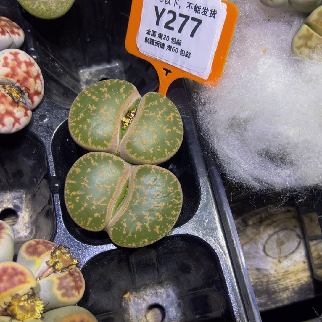 苗***～277 生石花一物一拍！