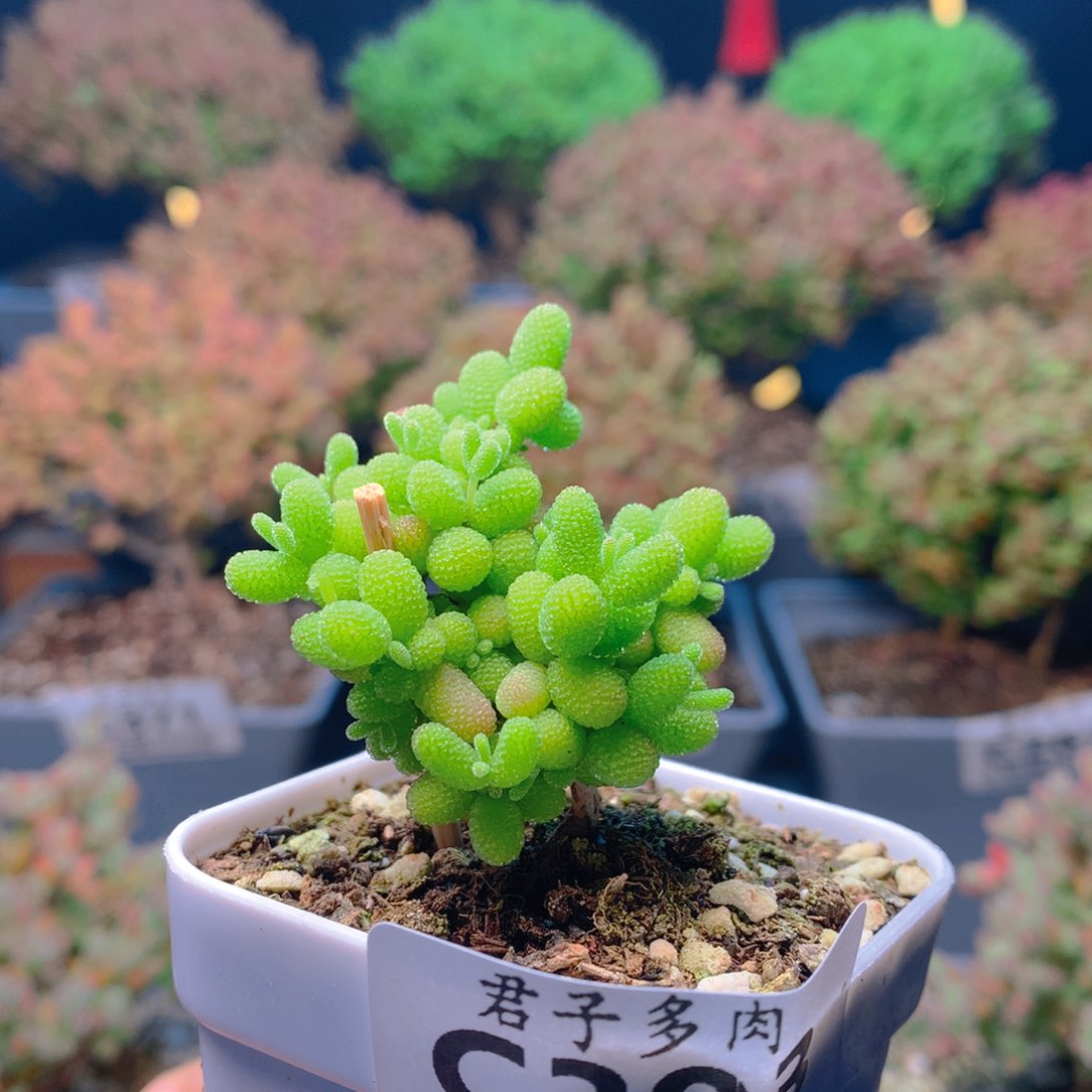 c393金桔糖球枝干番杏