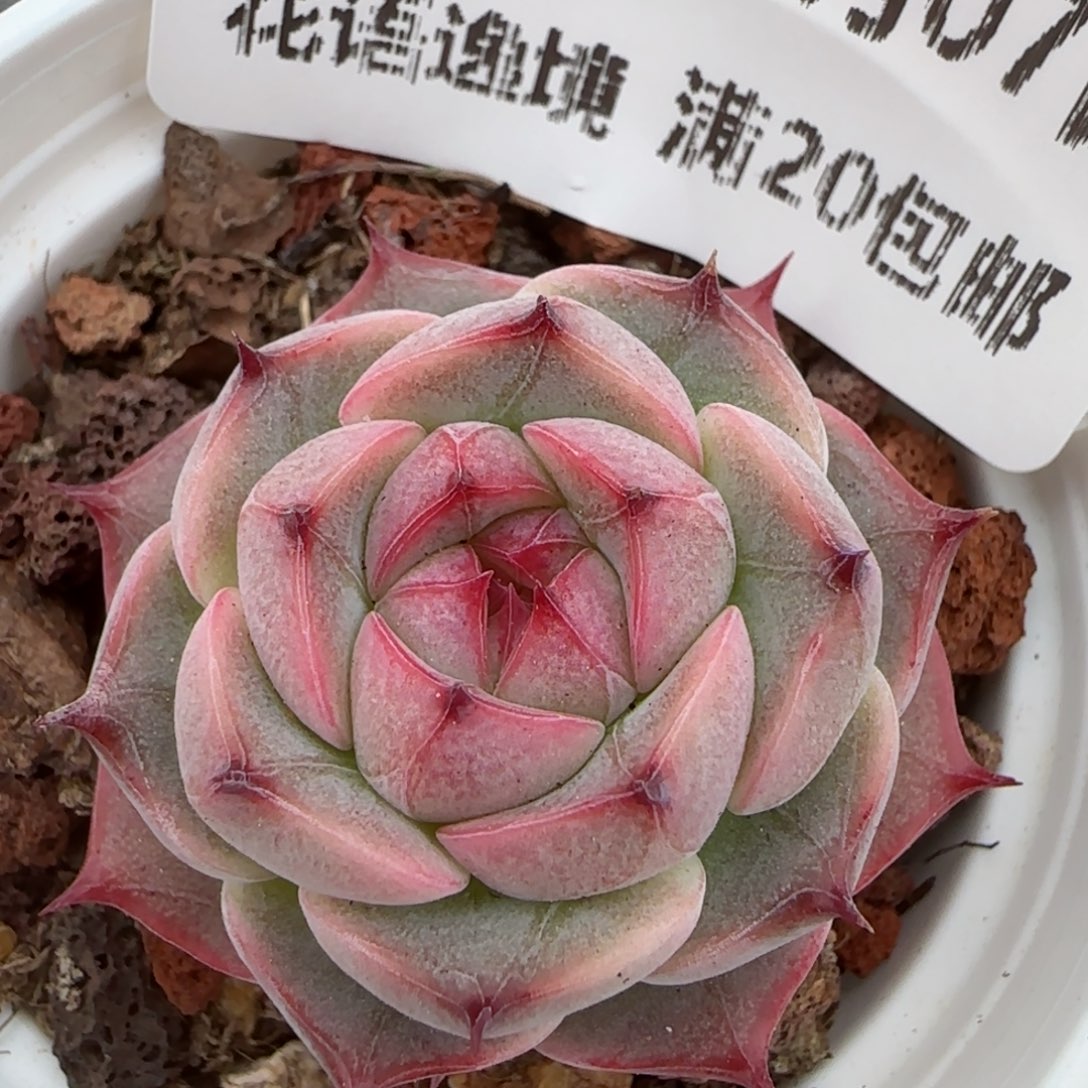 花语逸镜0207-216