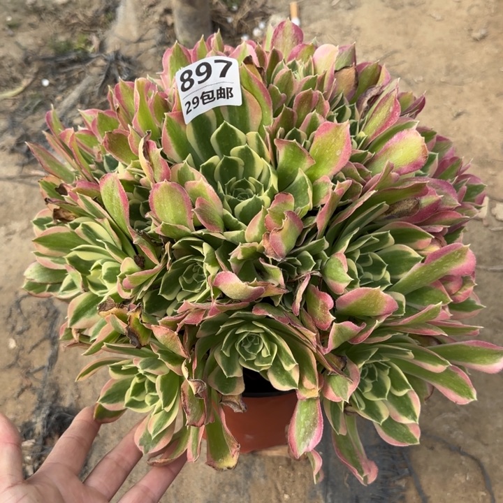 白凤……多肉植物……
