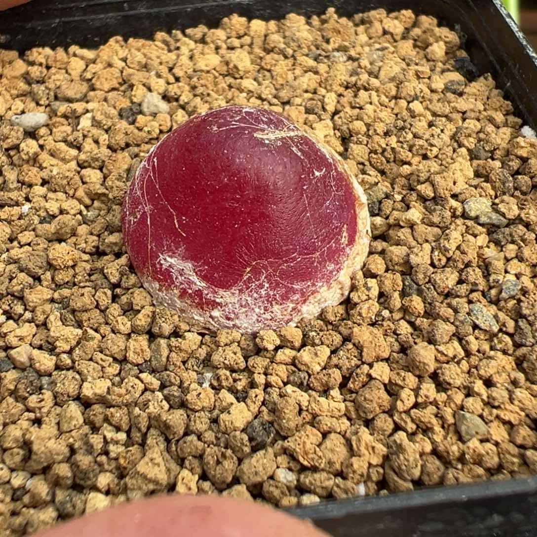 28-148母本灯泡多肉植物，