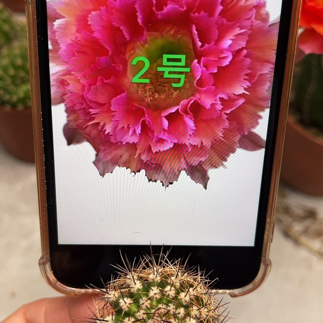 彩草2号羽毛测芽2.5公分左右