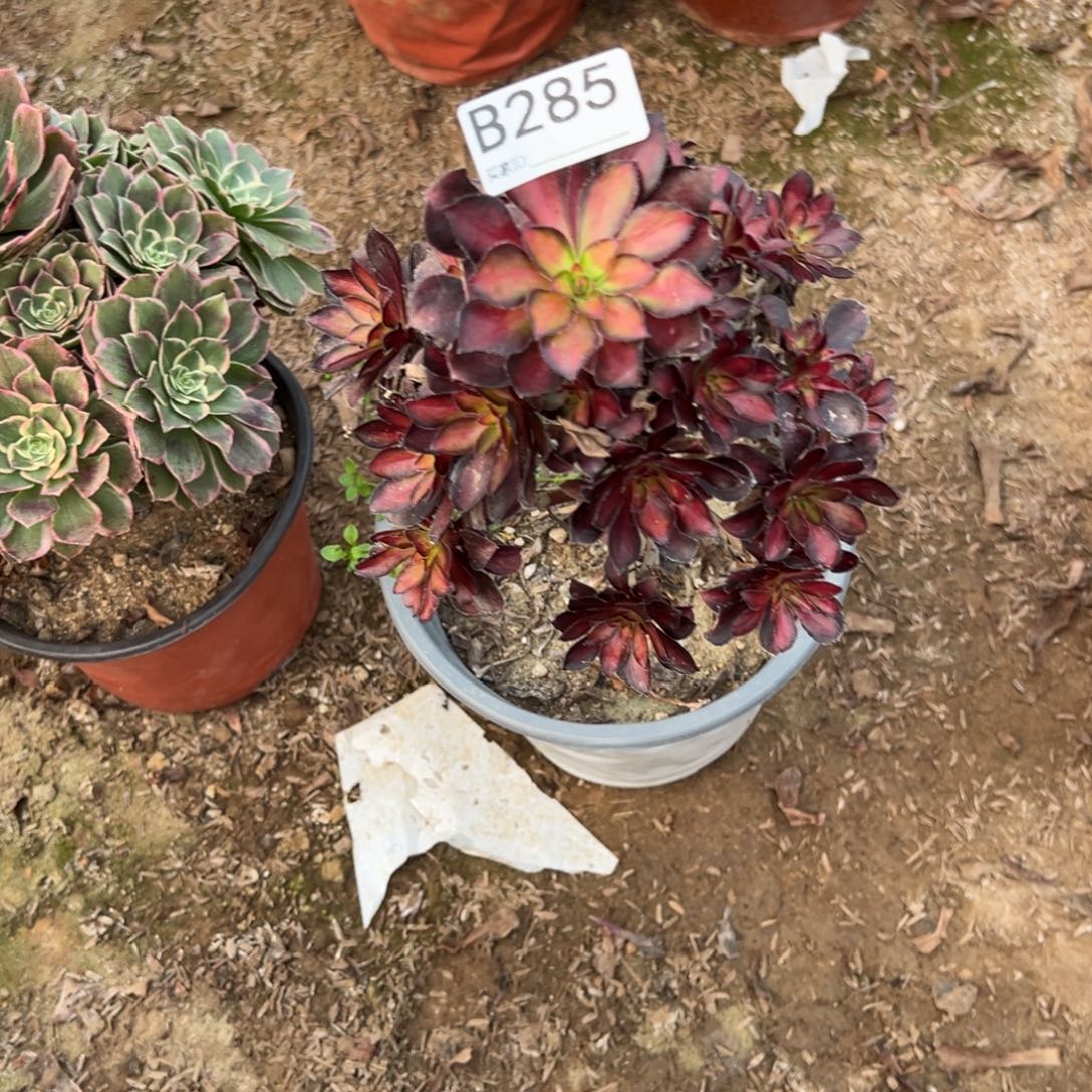 285满江红多肉植物法师