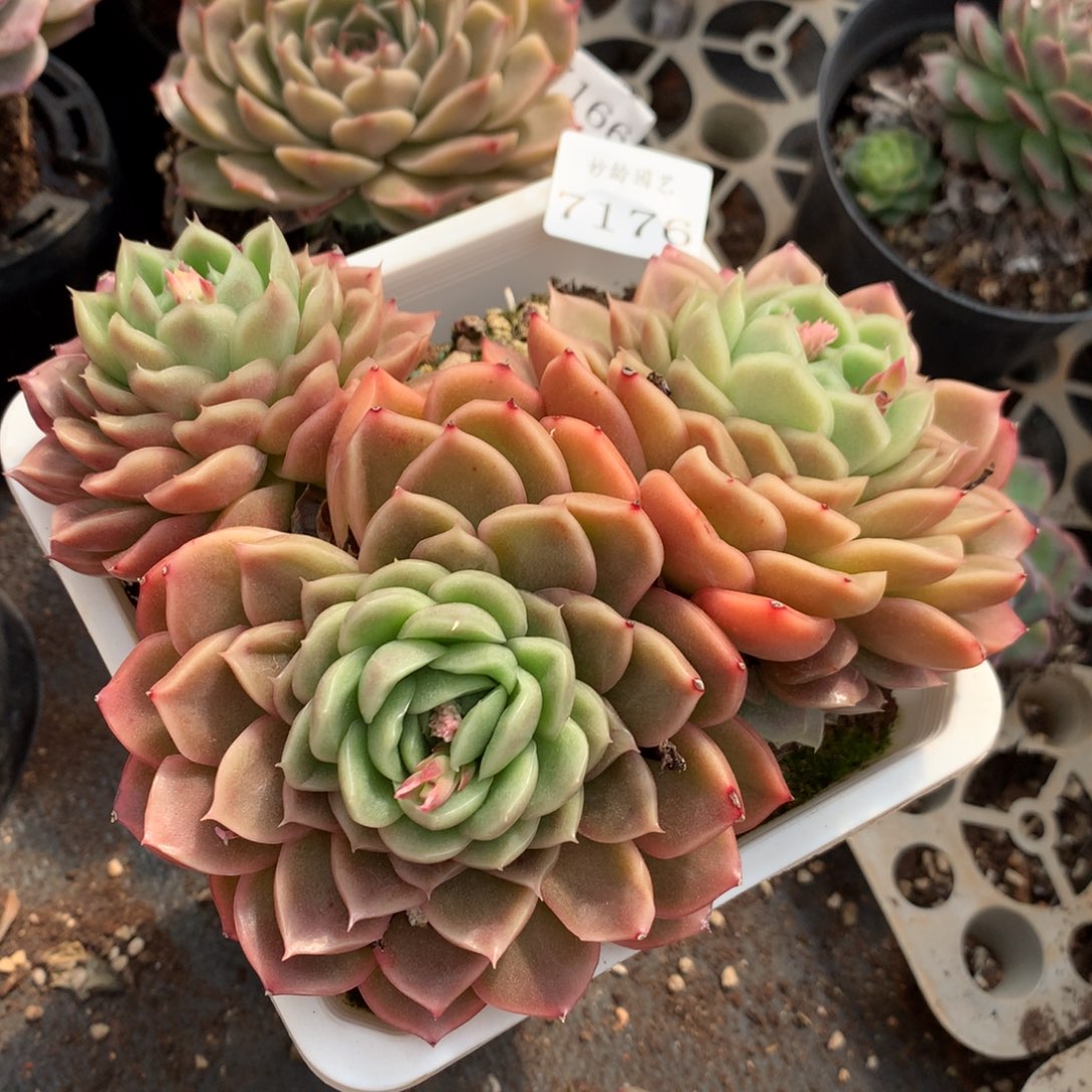 7176新年快乐发发发