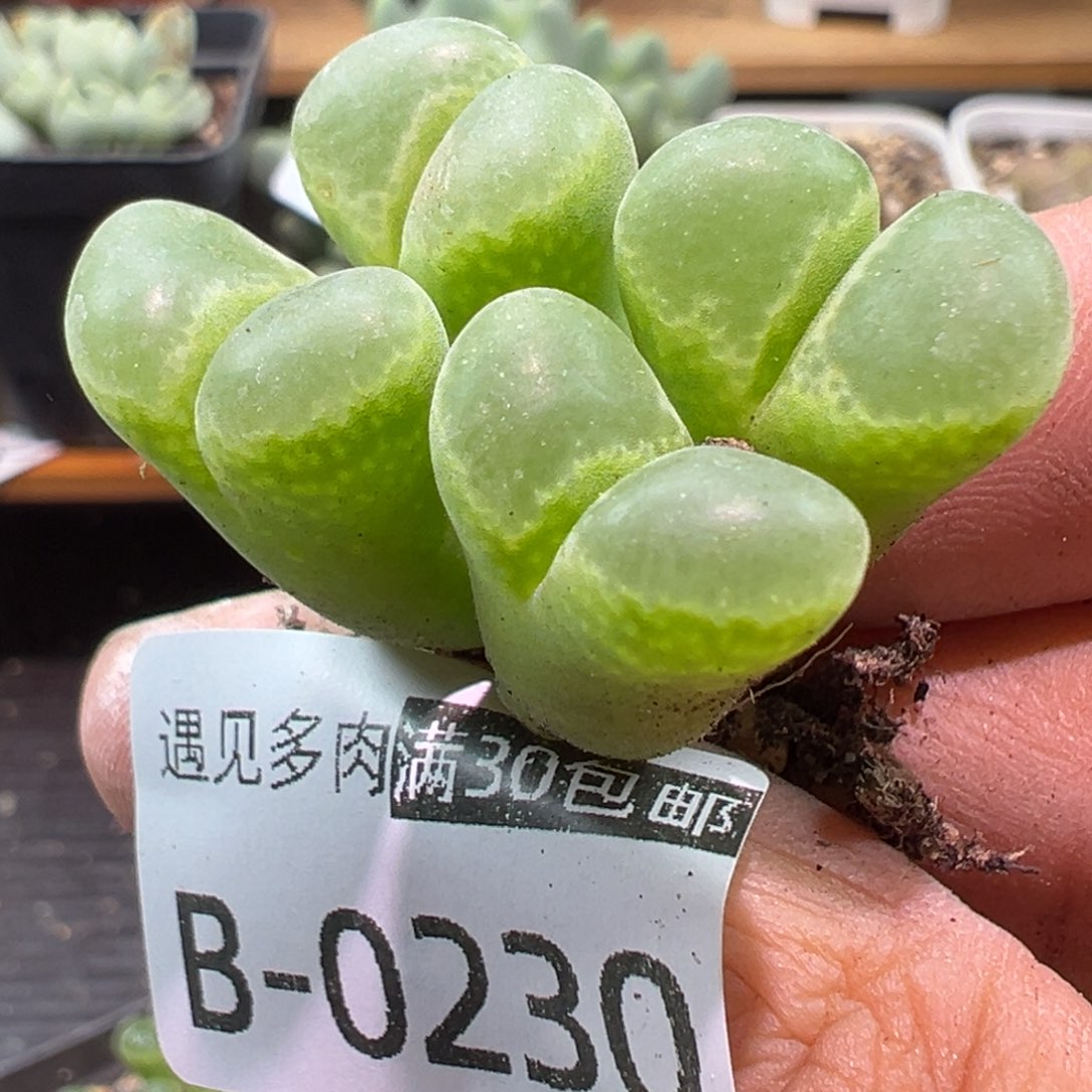 多肉植物111111111111