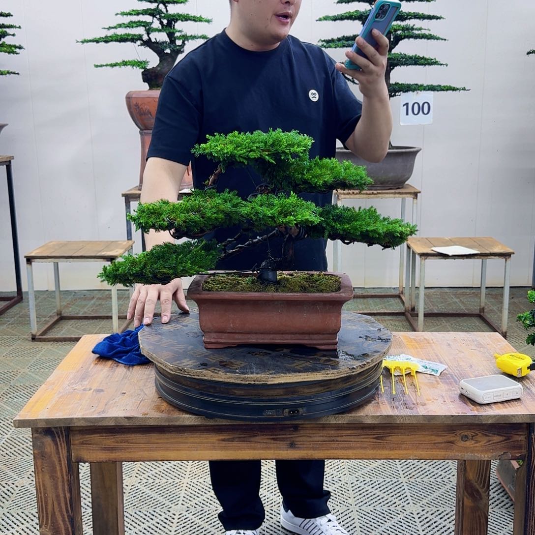 无花朵柏树造型盆景