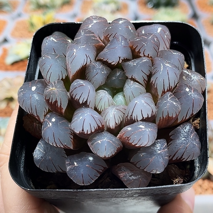 十二卷多肉紫姬冰灯