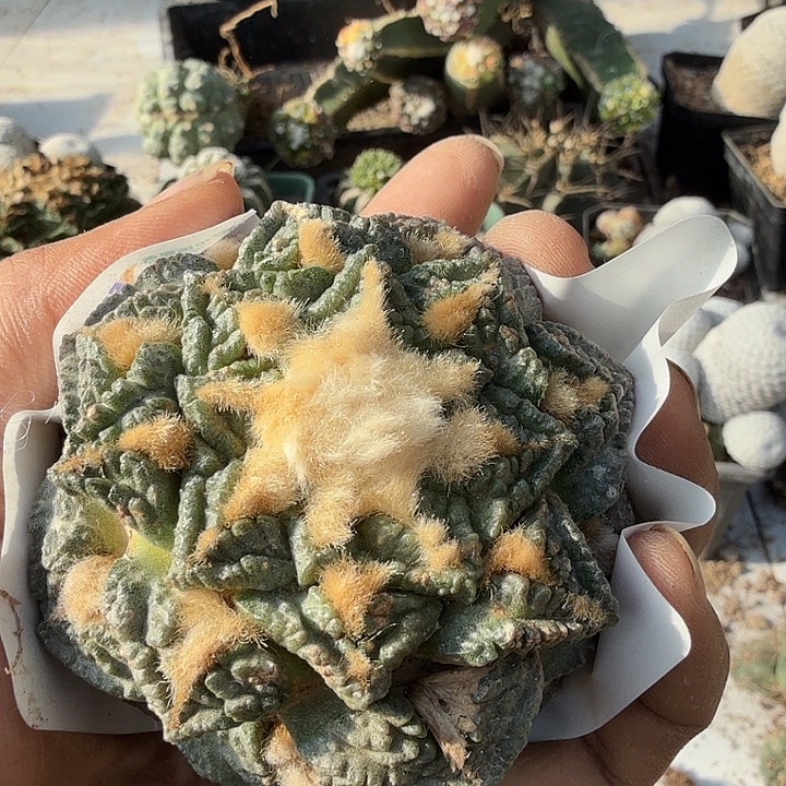超***旺龟甲牡丹仙人球开花0033