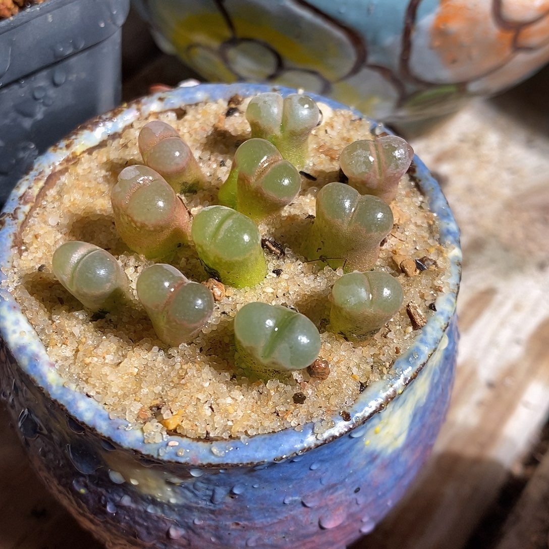 五颗鲑鱼粉杂交风铃。  