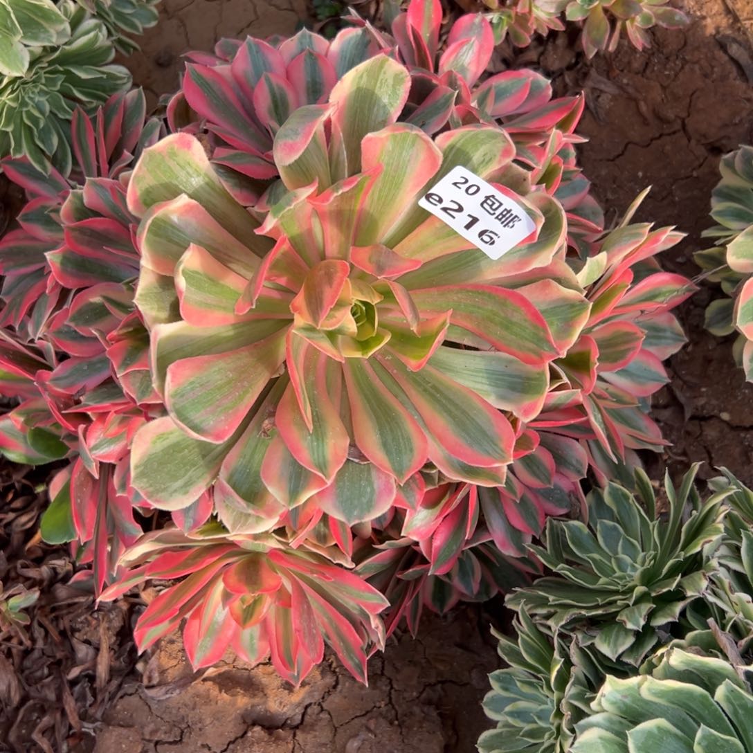 风***人216女妖，多肉法师