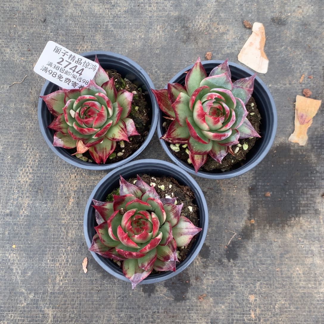 @***浅2744号诺肉植物惊鸿3颗