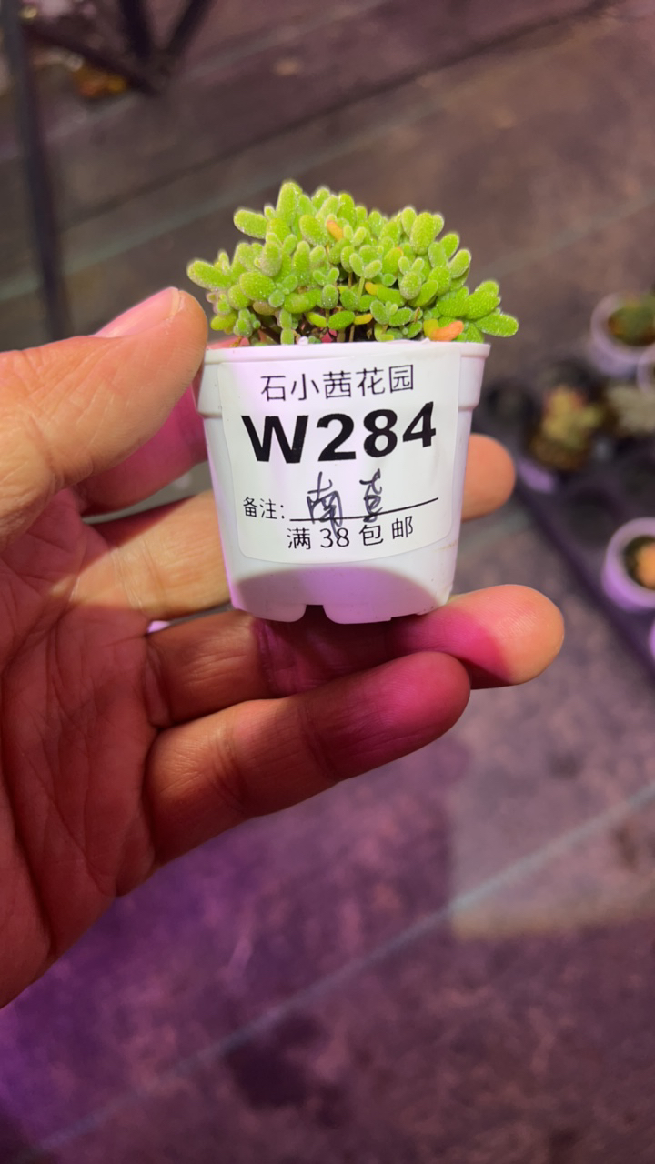 南鸢-金桔糖球-多肉植物枝干番杏