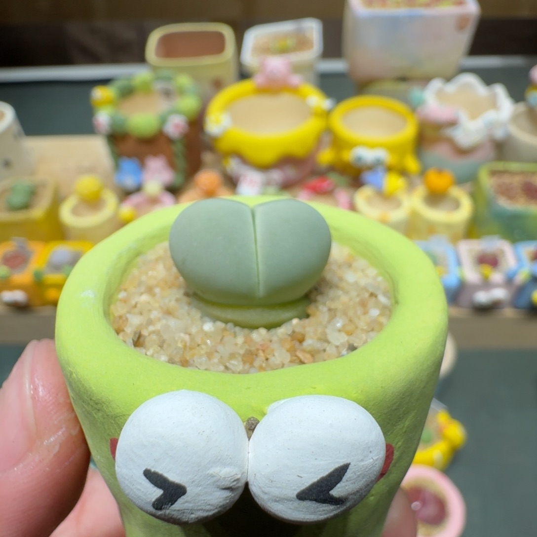 红陶蘑菇522碧春桃