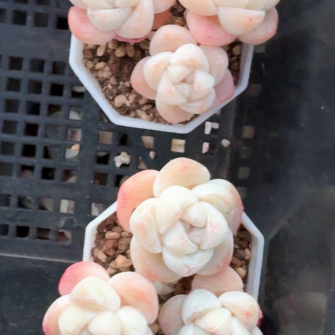 浠**咪多肉冰玉群生两颗老桩