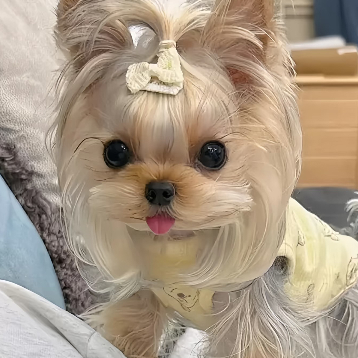 4号链接-马尔济斯约克夏西高地活体狗狗专拍