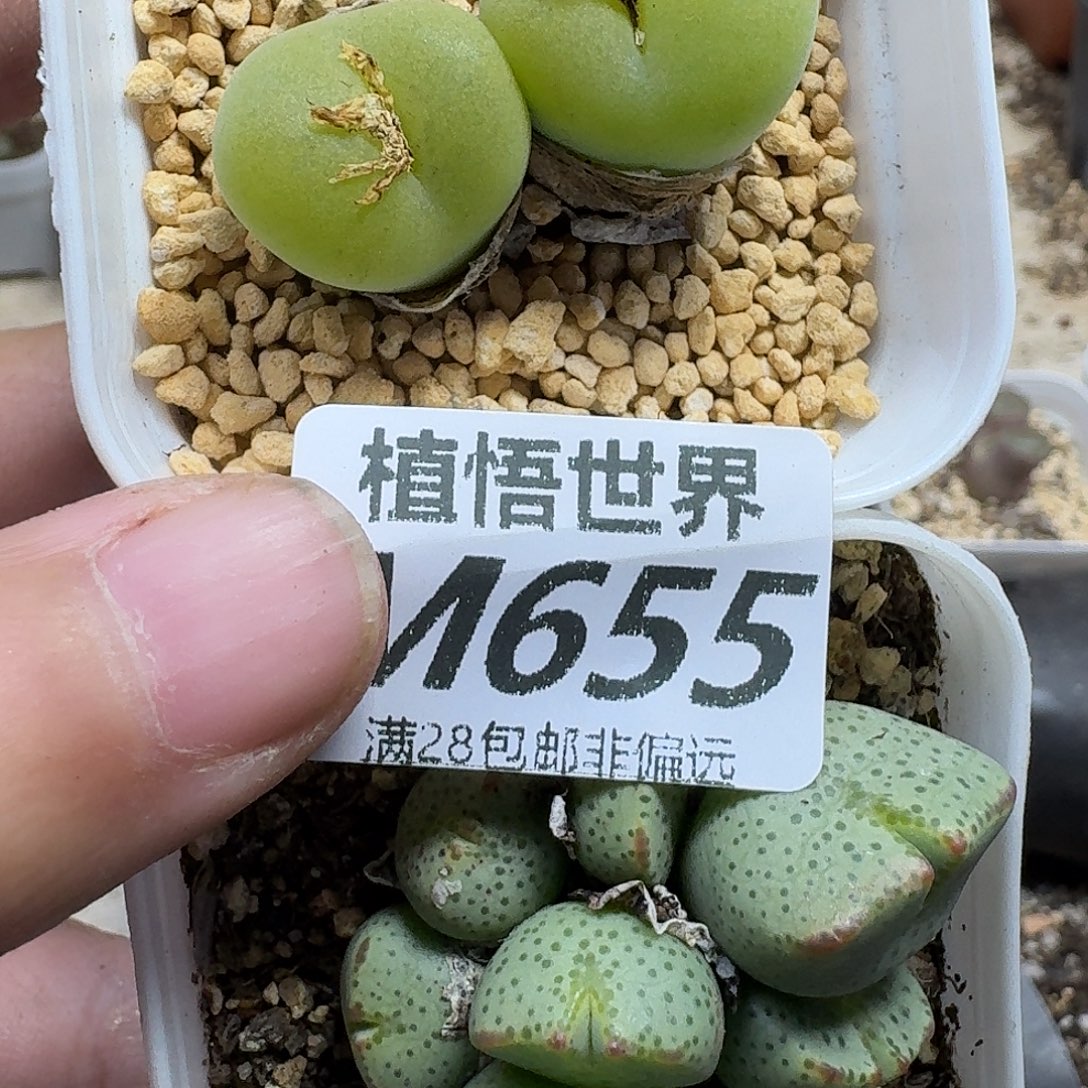 多肉W的润泽的他为风v