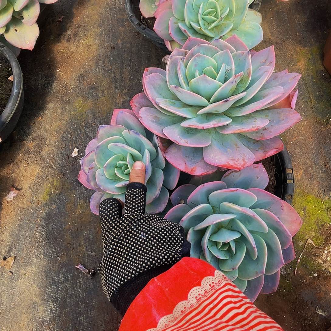 血凤，多肉老桩29.8群生