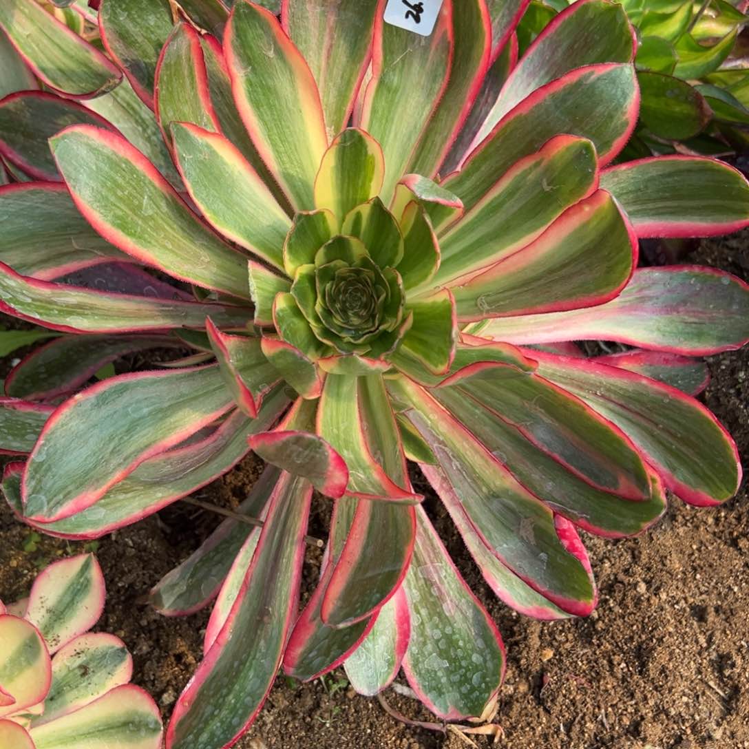 78红魔女多肉多肉多肉多肉