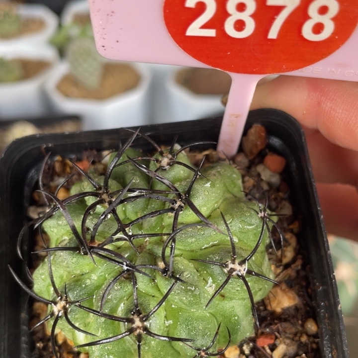 实生黑刺素妆玉2878