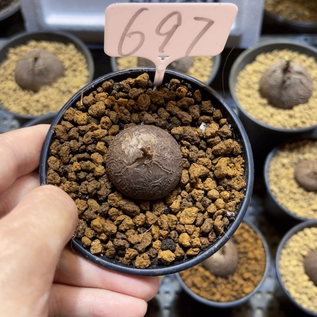 穿****基697龟甲龙685789