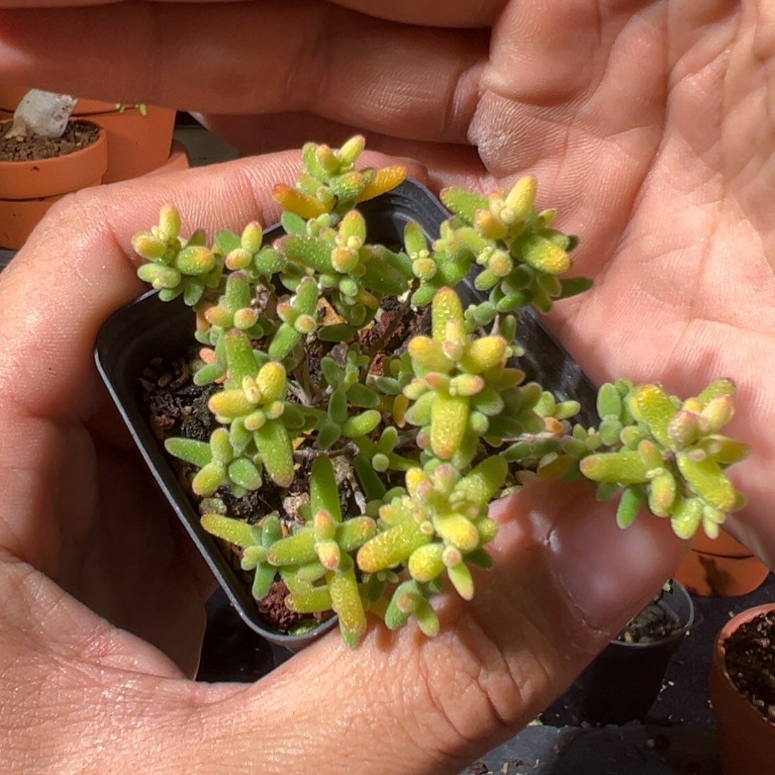 糖球奶油福伦锦55杯