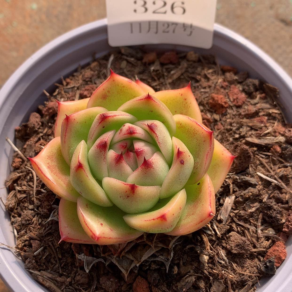 【闪购商品】云326号